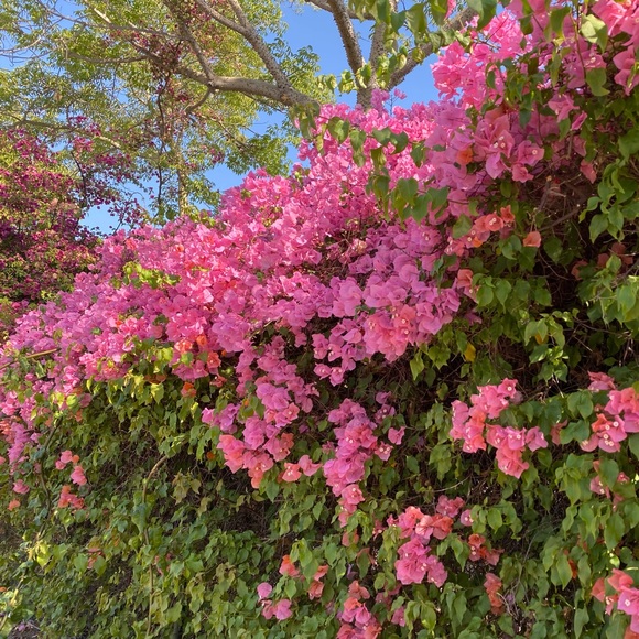 🛍️⭐️ I AM LIVE ⭐️🛍️ - Picture 2 of 3